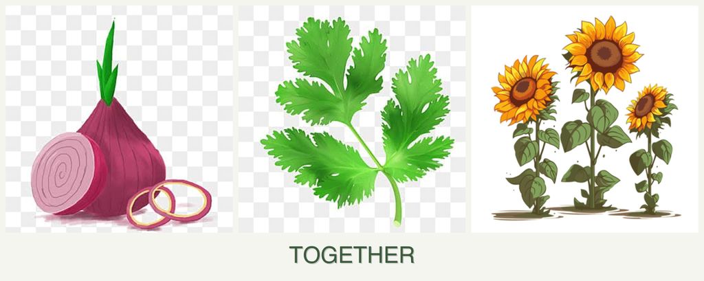Can you plant onions, parsley and sunflowers together?
