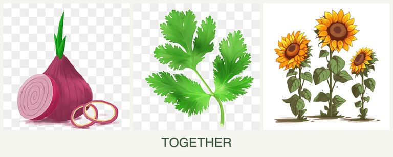 Can you plant onions, parsley and sunflowers together?