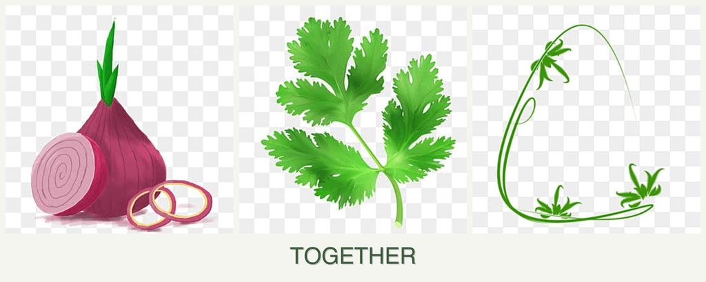 Can you plant onions, parsley and tarragon together?