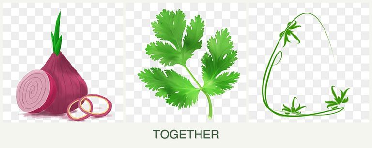 Can you plant onions, parsley and tarragon together?