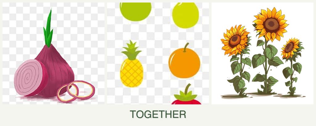 Can you plant onions, pears and sunflowers together?