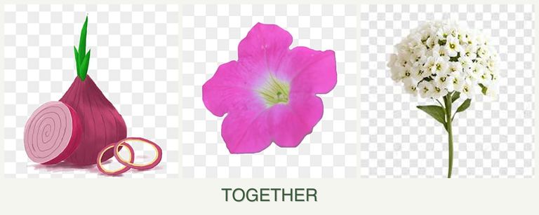 Can you plant onions, petunias and alyssum together?