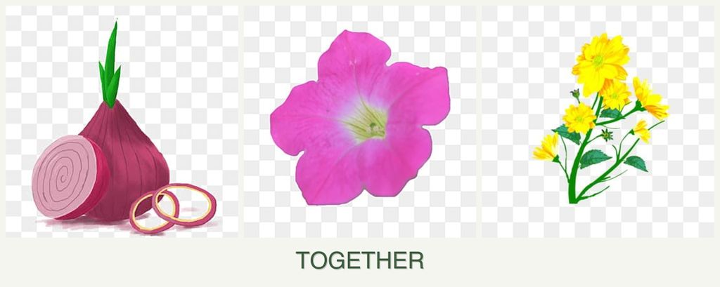 Can you plant onions, petunias and calendula together?
