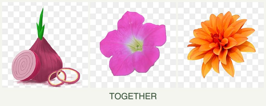 Can you plant onions, petunias and dahlias together?