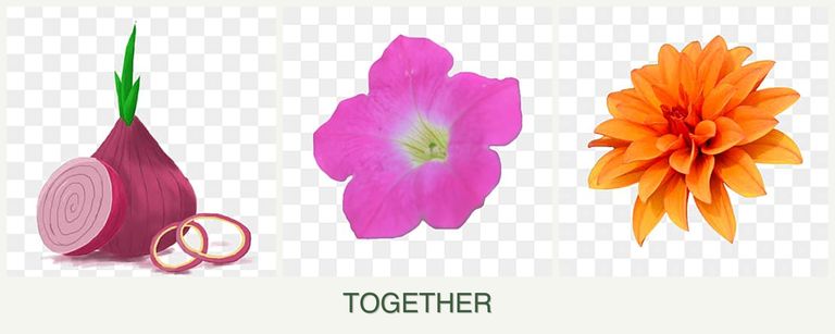 Can you plant onions, petunias and dahlias together?