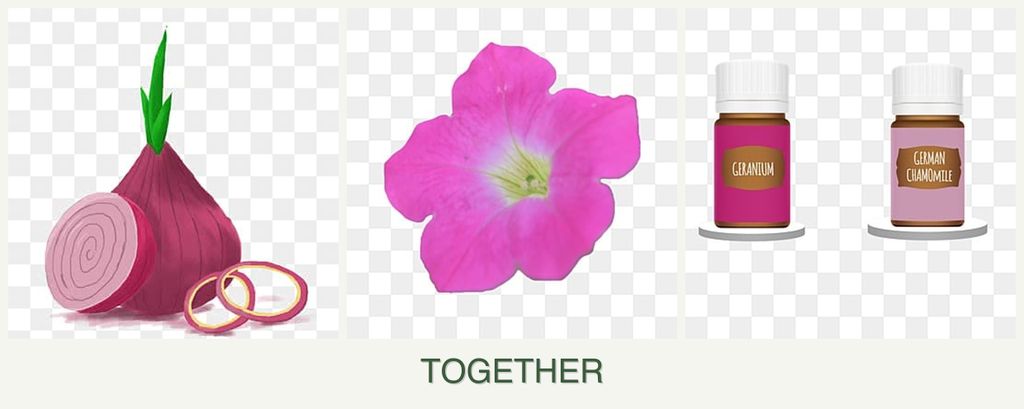 Can you plant onions, petunias and geraniums together?
