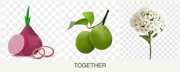 Can you plant onions, plums and alyssum together?