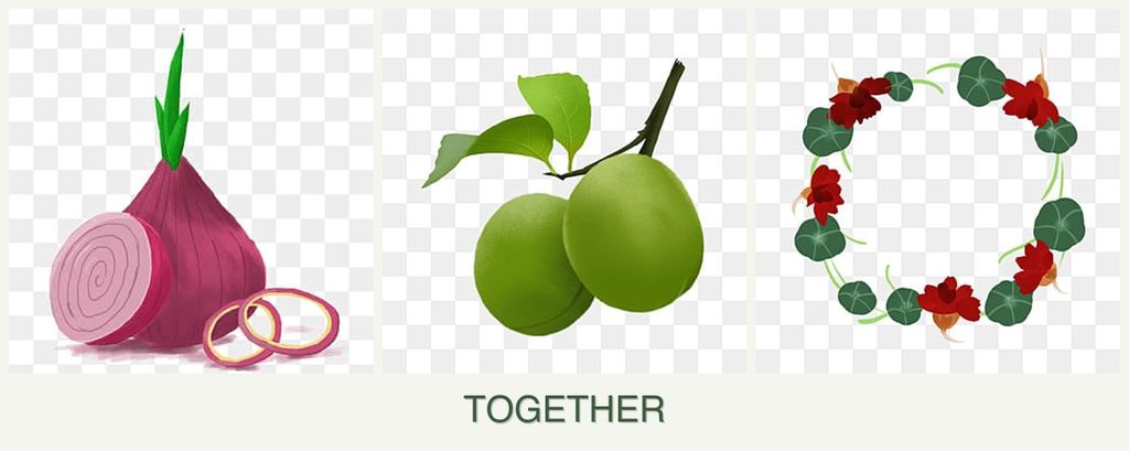 Can you plant onions, plums and nasturtiums together?