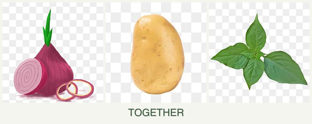Can you plant onions, potatoes and basil together?