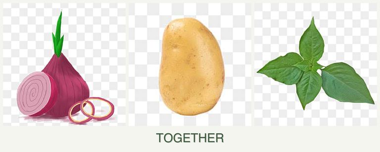 Can you plant onions, potatoes and basil together?