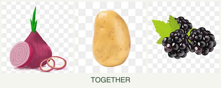 Can you plant onions, potatoes and blackberries together?