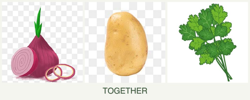 Can you plant onions, potatoes and cilantro together?