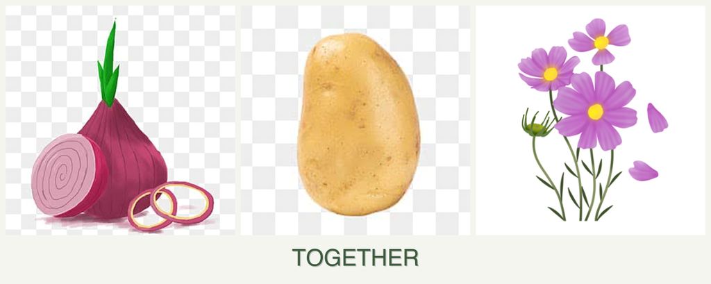 Can you plant onions, potatoes and cosmos together?