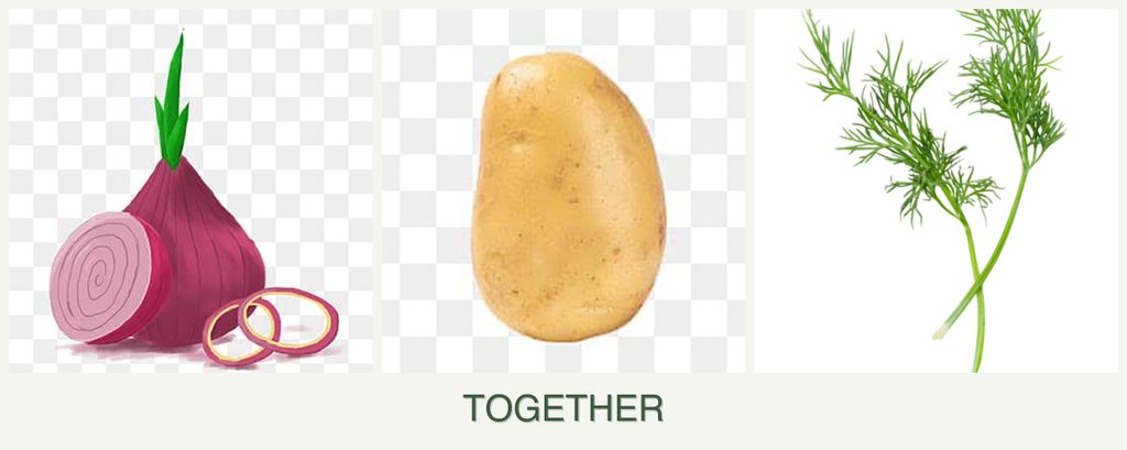 Can you plant onions, potatoes and dill together?
