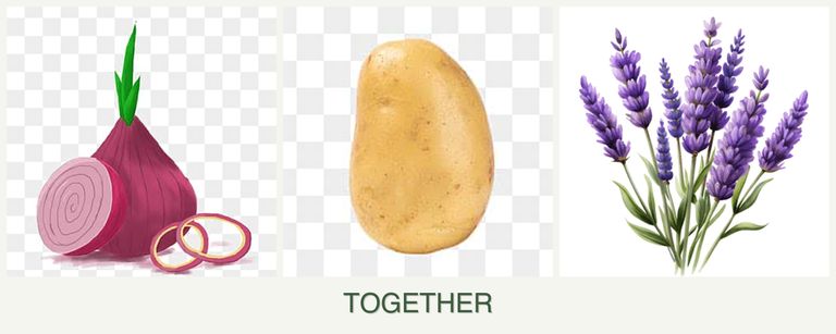 Can you plant onions, potatoes and lavender together?