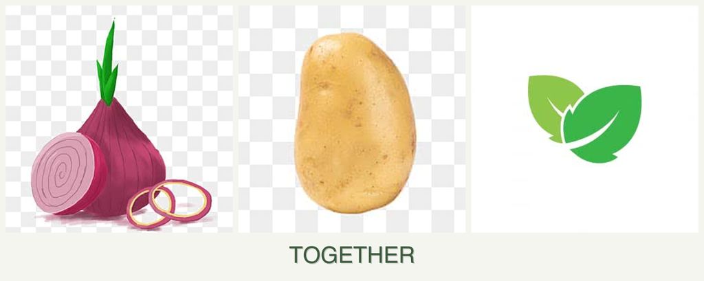 Can you plant onions, potatoes and mint together?