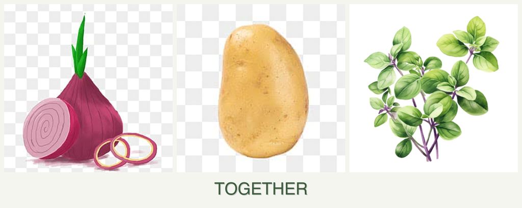 Can you plant onions, potatoes and oregano together?