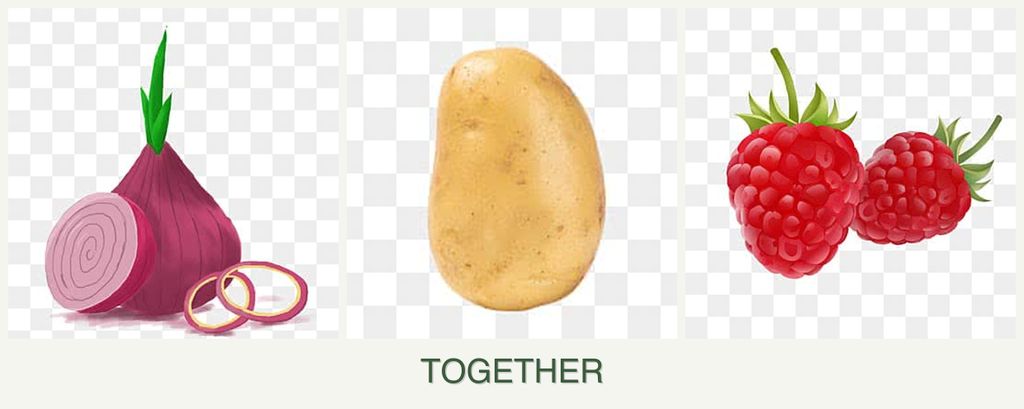 Can you plant onions, potatoes and raspberries together?