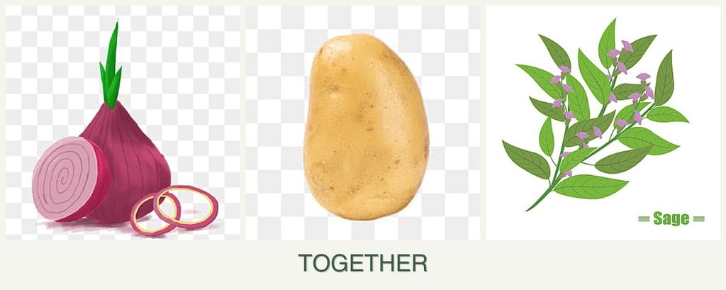 Can you plant onions, potatoes and sage together?