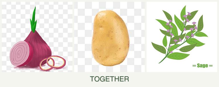 Can you plant onions, potatoes and sage together?