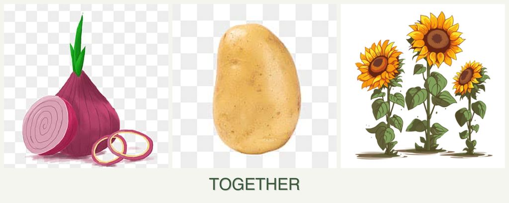Can you plant onions, potatoes and sunflowers together?