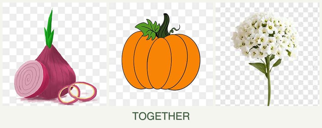 Can you plant onions, pumpkin and alyssum together?
