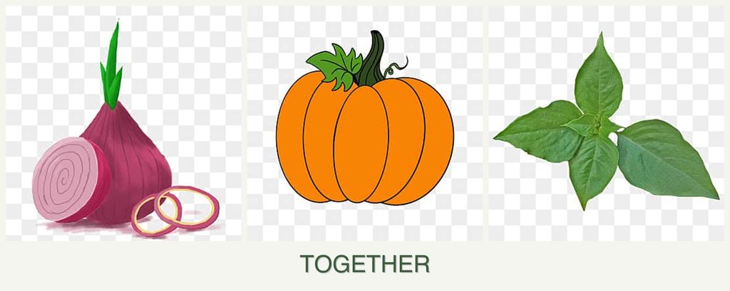 Can you plant onions, pumpkin and basil together?