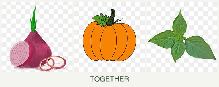 Can you plant onions, pumpkin and basil together?