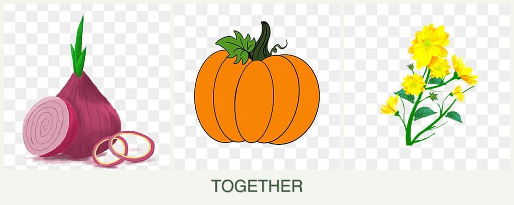 Can you plant onions, pumpkin and calendula together?