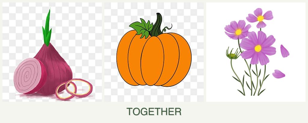 Can you plant onions, pumpkin and cosmos together?