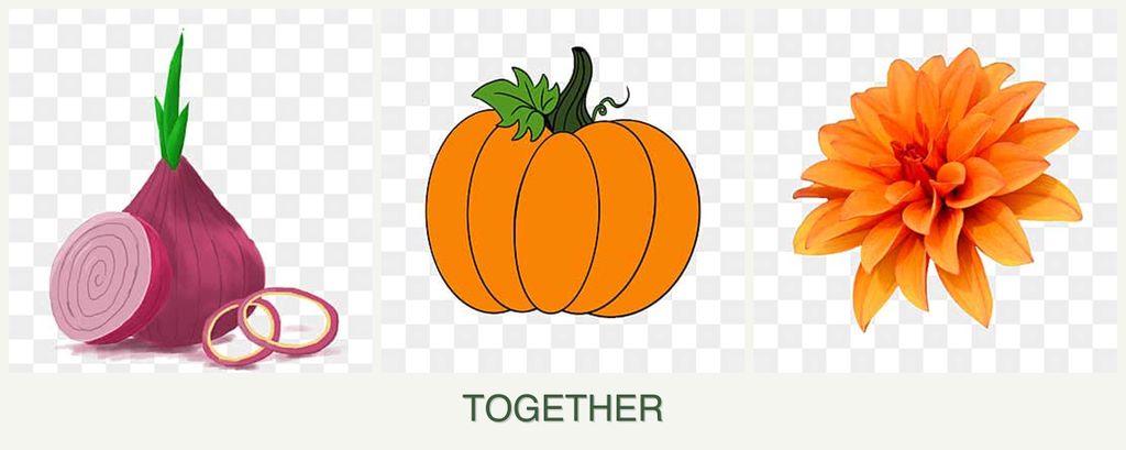 Can you plant onions, pumpkin and dahlias together?
