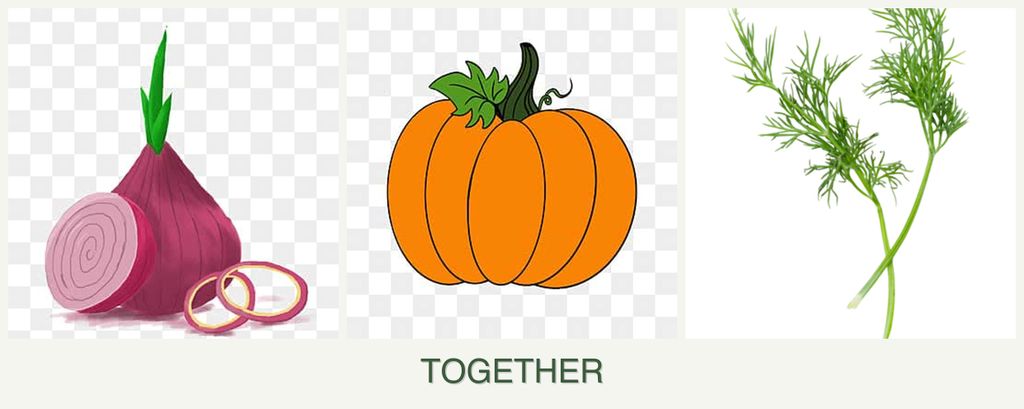 Can you plant onions, pumpkin and dill together?