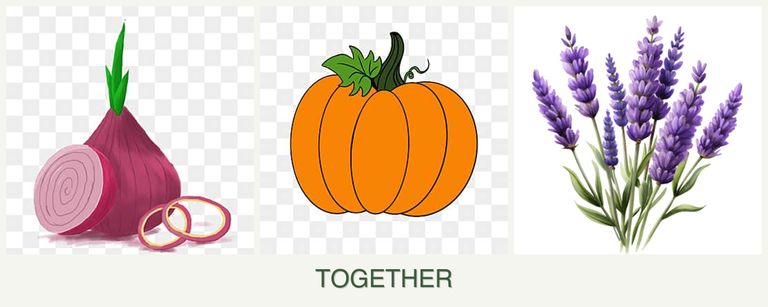 Can you plant onions, pumpkin and lavender together?