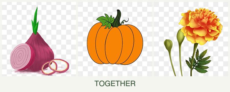 Can you plant onions, pumpkin and marigolds together?