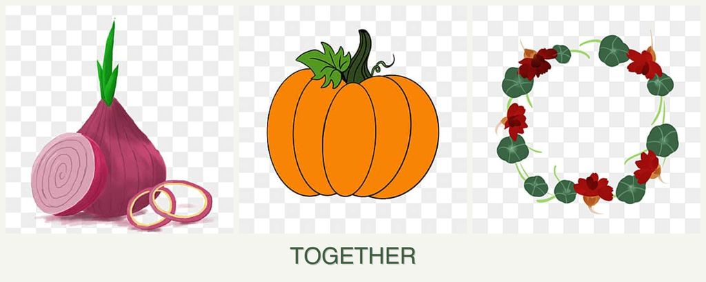 Can you plant onions, pumpkin and nasturtiums together?