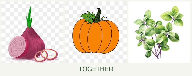 Can you plant onions, pumpkin and oregano together?
