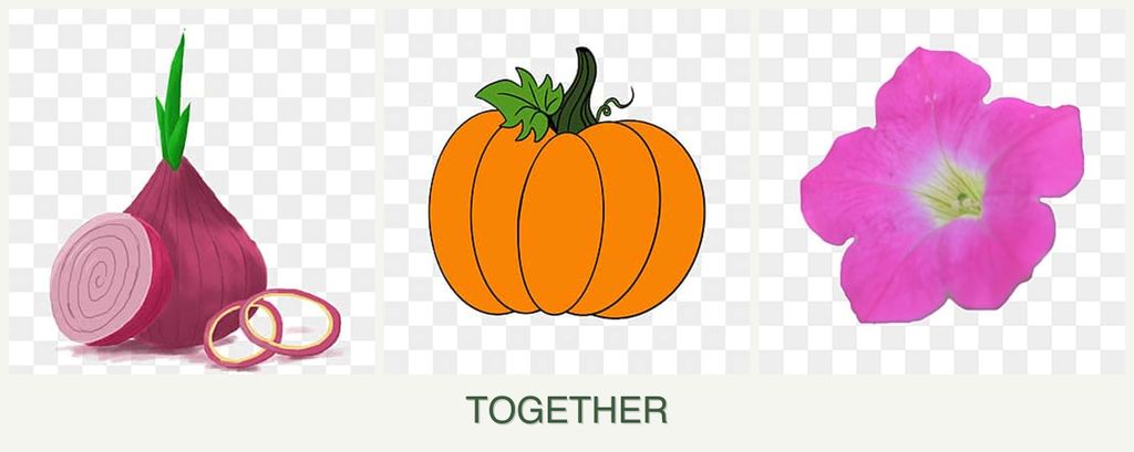 Can you plant onions, pumpkin and petunias together?