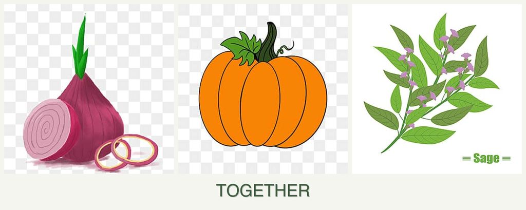 Can you plant onions, pumpkin and sage together?