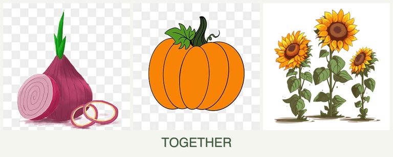Can you plant onions, pumpkin and sunflowers together?