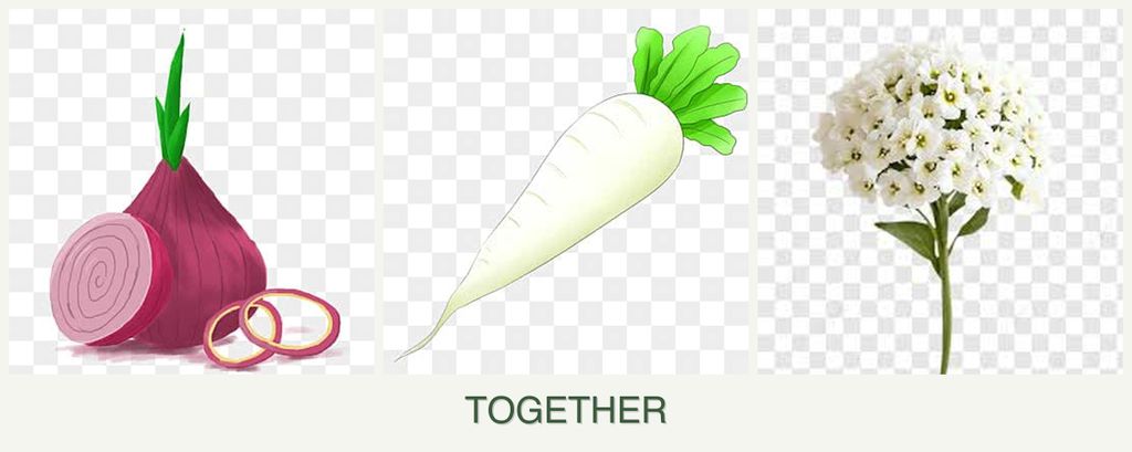 Can you plant onions, radishes and alyssum together?