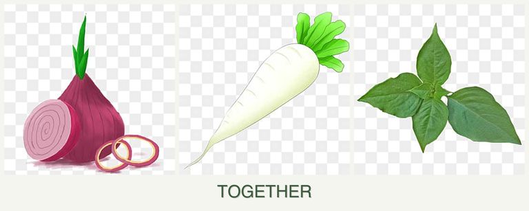 Can you plant onions, radishes and basil together?