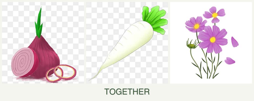 Can you plant onions, radishes and cosmos together?