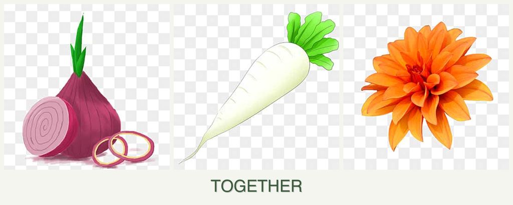 Can you plant onions, radishes and dahlias together?