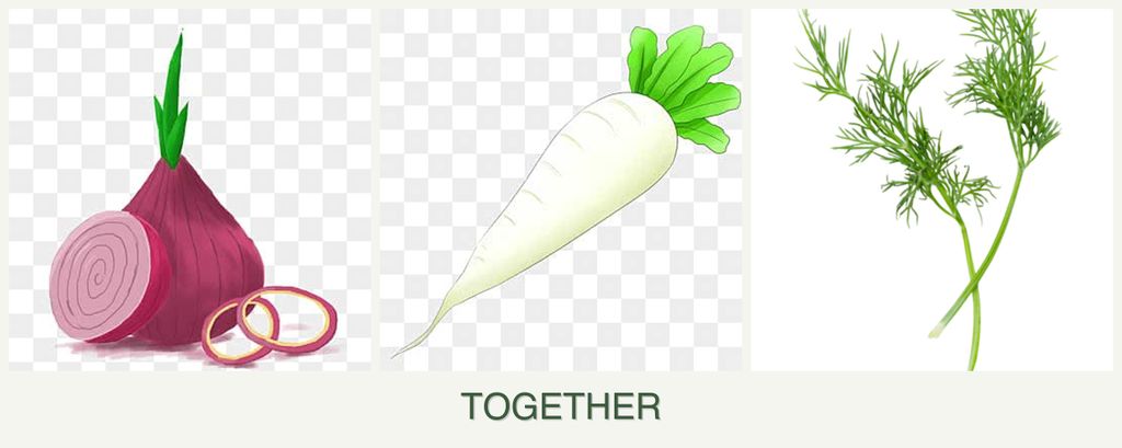 Can you plant onions, radishes and dill together?