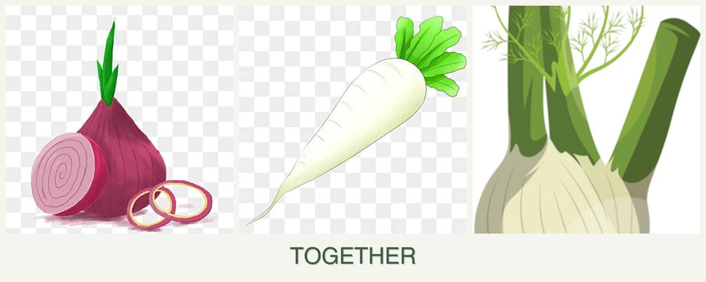 Can you plant onions, radishes and fennel together?