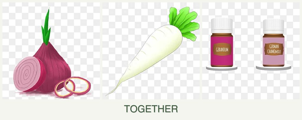 Can you plant onions, radishes and geraniums together?