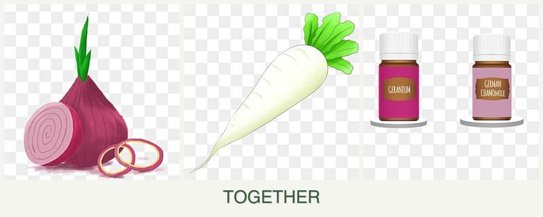 Can you plant onions, radishes and geraniums together?