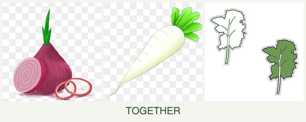 Can you plant onions, radishes and kale together?