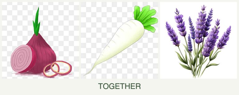 Can you plant onions, radishes and lavender together?