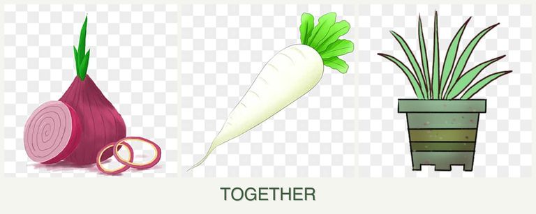 Can you plant onions, radishes and lemongrass together?